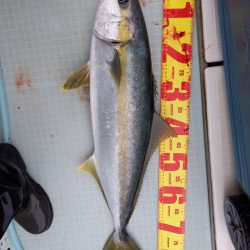 アマテラス 釣果