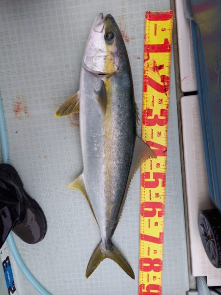 アマテラス 釣果