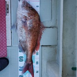 シーライオン 釣果