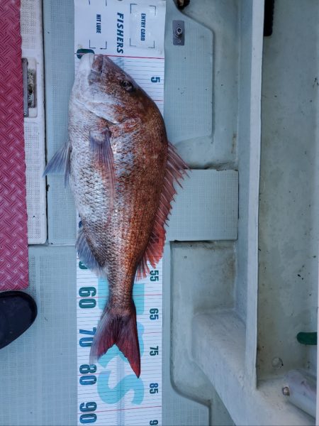 シーライオン 釣果