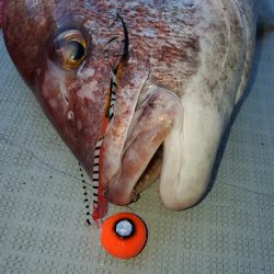 シーライオン 釣果