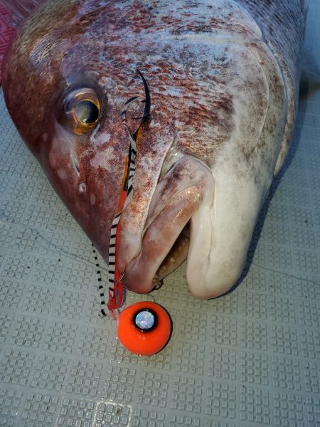 シーライオン 釣果