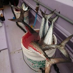 海龍丸（石川） 釣果