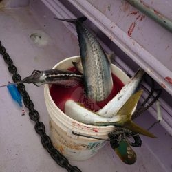 海龍丸（石川） 釣果