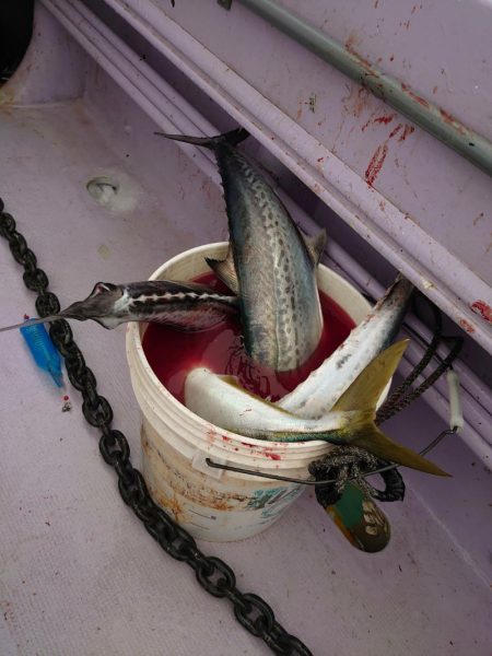 海龍丸（石川） 釣果