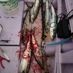 海龍丸（石川） 釣果