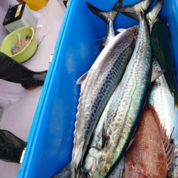海龍丸（石川） 釣果
