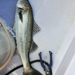 海龍丸（石川） 釣果