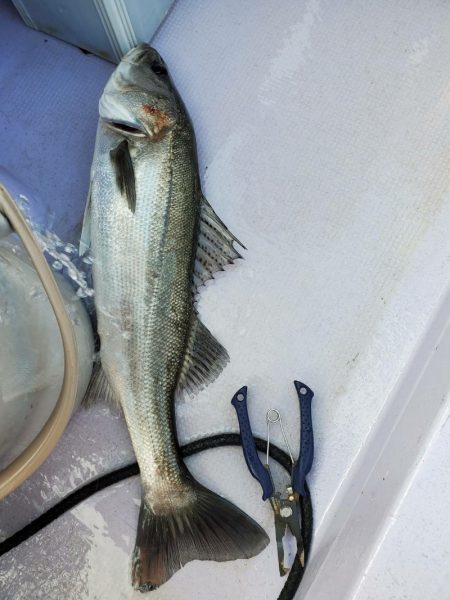 海龍丸（石川） 釣果