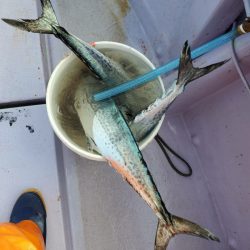 海龍丸（石川） 釣果