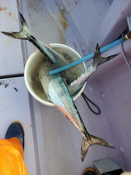 海龍丸（石川） 釣果