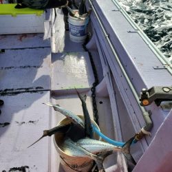 海龍丸（石川） 釣果