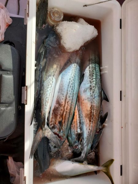 海龍丸（石川） 釣果