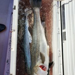 海龍丸（石川） 釣果