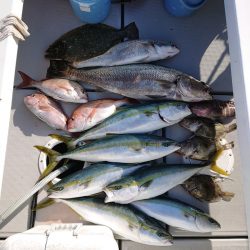 エンペラー 釣果