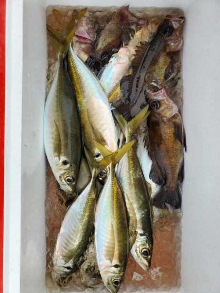 海龍丸(石川) 釣果