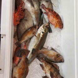 海龍丸(石川) 釣果