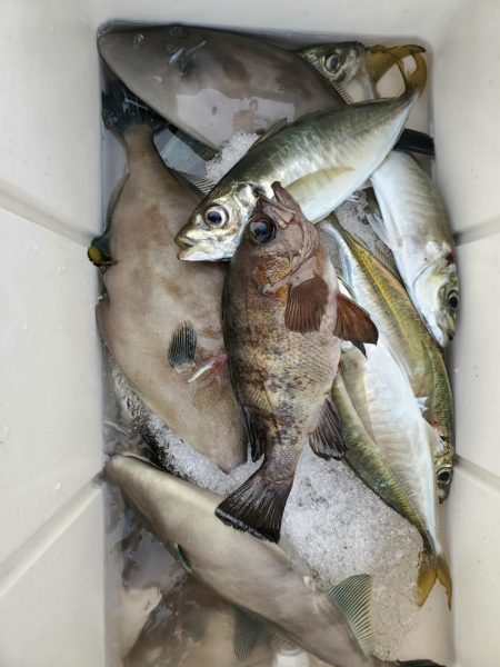 海龍丸(石川) 釣果
