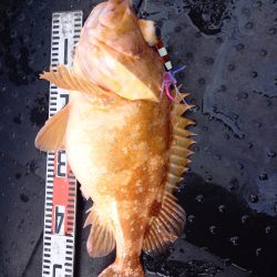 第二龍勢丸 釣果