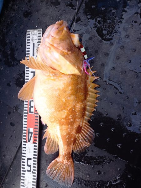 第二龍勢丸 釣果