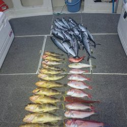 ARCADIAⅡ (アルカディアⅡ) 釣果