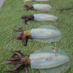 ブルースフィッシングサービス 釣果