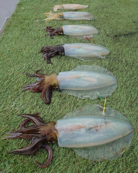 ブルースフィッシングサービス 釣果