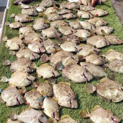 ブルースフィッシングサービス 釣果