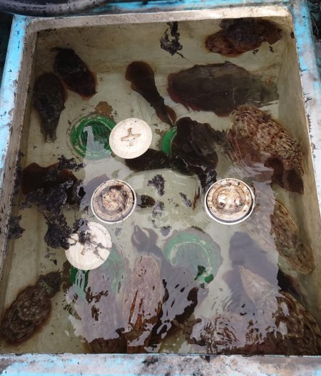 シースナイパー海龍 釣果