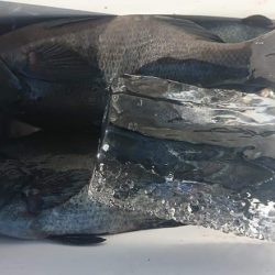 しば渡船 釣果