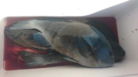 しば渡船 釣果