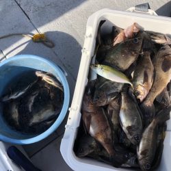 フィッシング　キッタカ 釣果