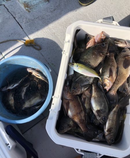 フィッシング キッタカ 釣果