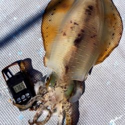 渡船屋たにぐち 釣果