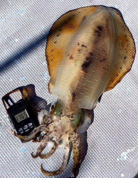 渡船屋たにぐち 釣果