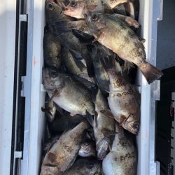 フィッシング　キッタカ 釣果