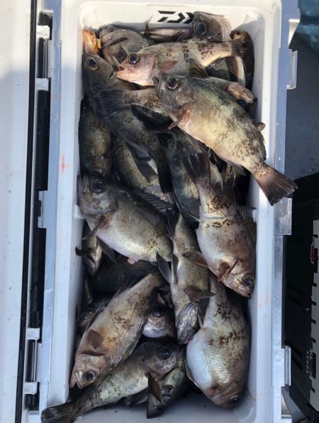 フィッシング　キッタカ 釣果