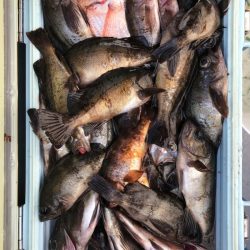 フィッシング　キッタカ 釣果