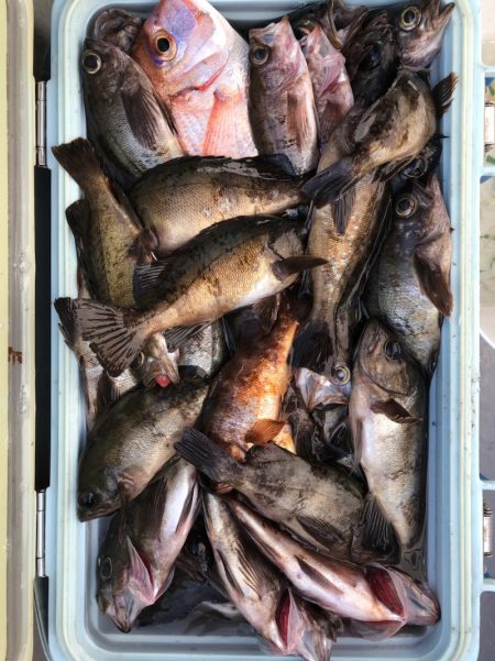 フィッシング　キッタカ 釣果