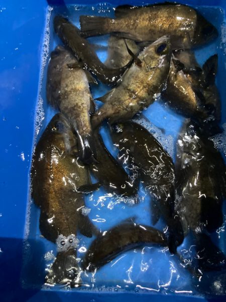 ヤザワ渡船 釣果