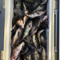 フィッシング　キッタカ 釣果