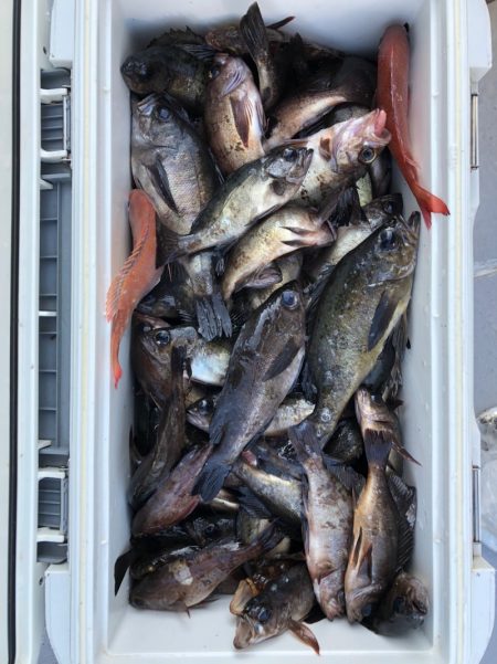 フィッシング　キッタカ 釣果