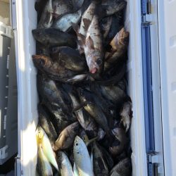 フィッシング　キッタカ 釣果