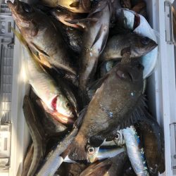 フィッシング　キッタカ 釣果