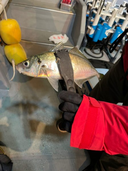 ＴＡＲＯＭＡＲＵ 釣果