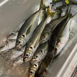 ＴＡＲＯＭＡＲＵ 釣果