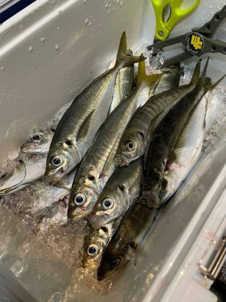 ＴＡＲＯＭＡＲＵ 釣果