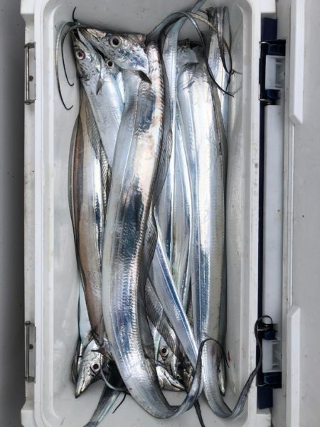 フィッシング　キッタカ 釣果