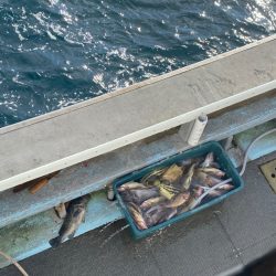 シーランチ 釣果