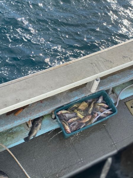 シーランチ 釣果